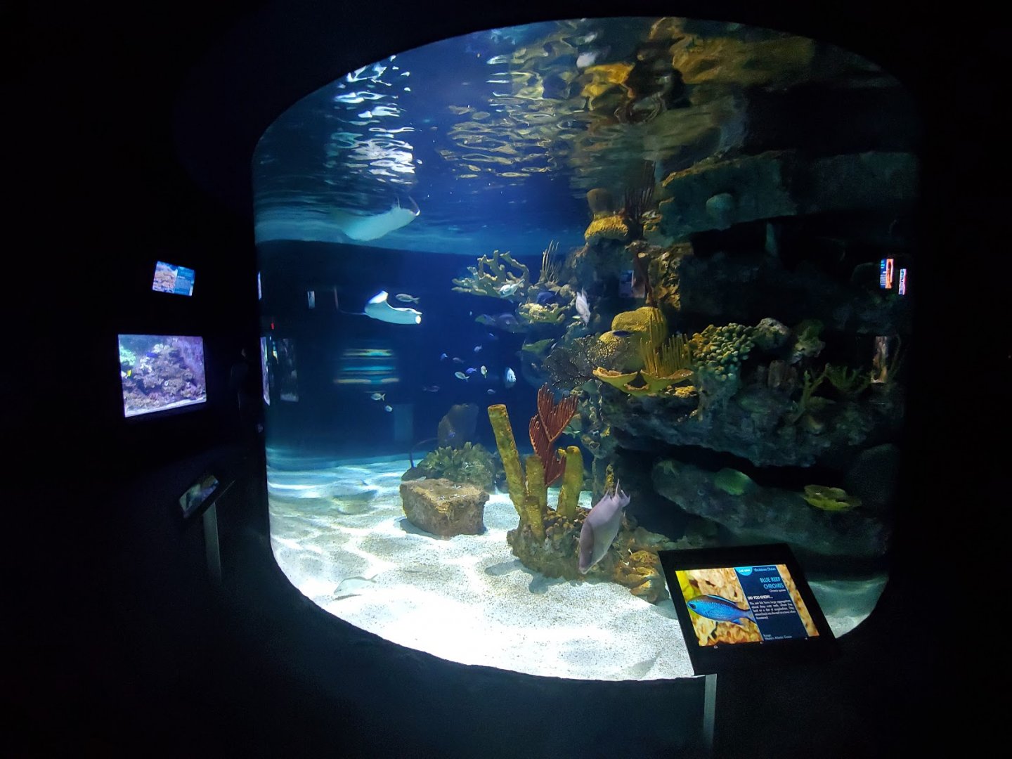 Jul. 2019 - Kipp Memorial Aquarium