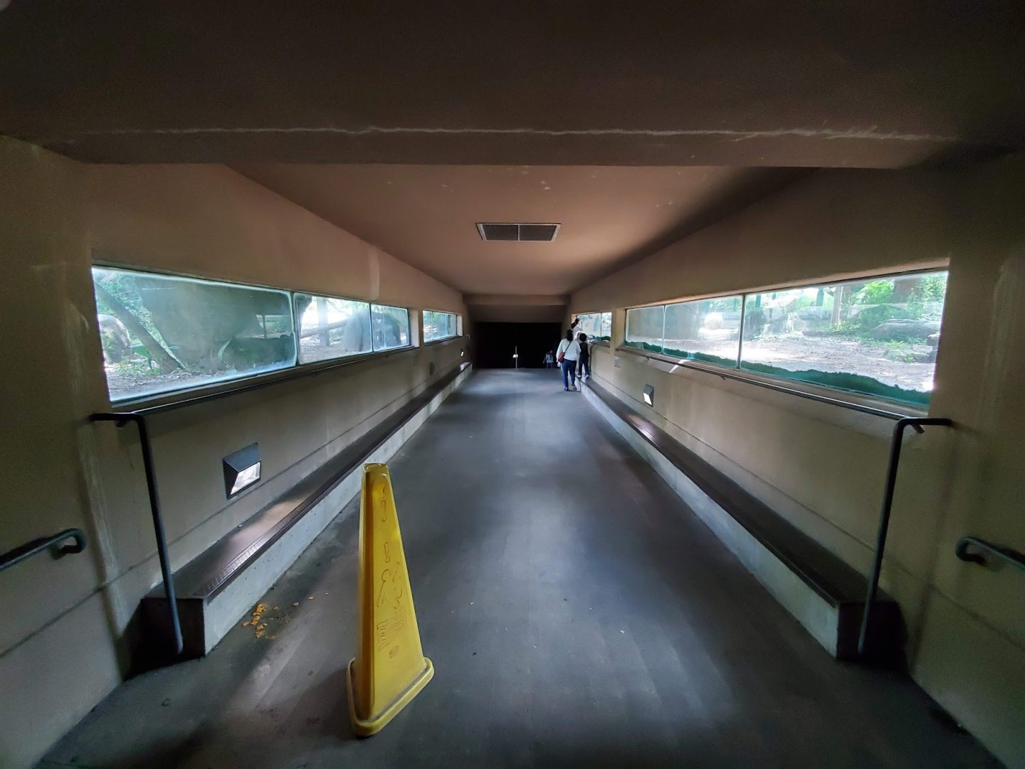 Jul. 2019 - Lion Exhibit Underground Tunnel Viewing