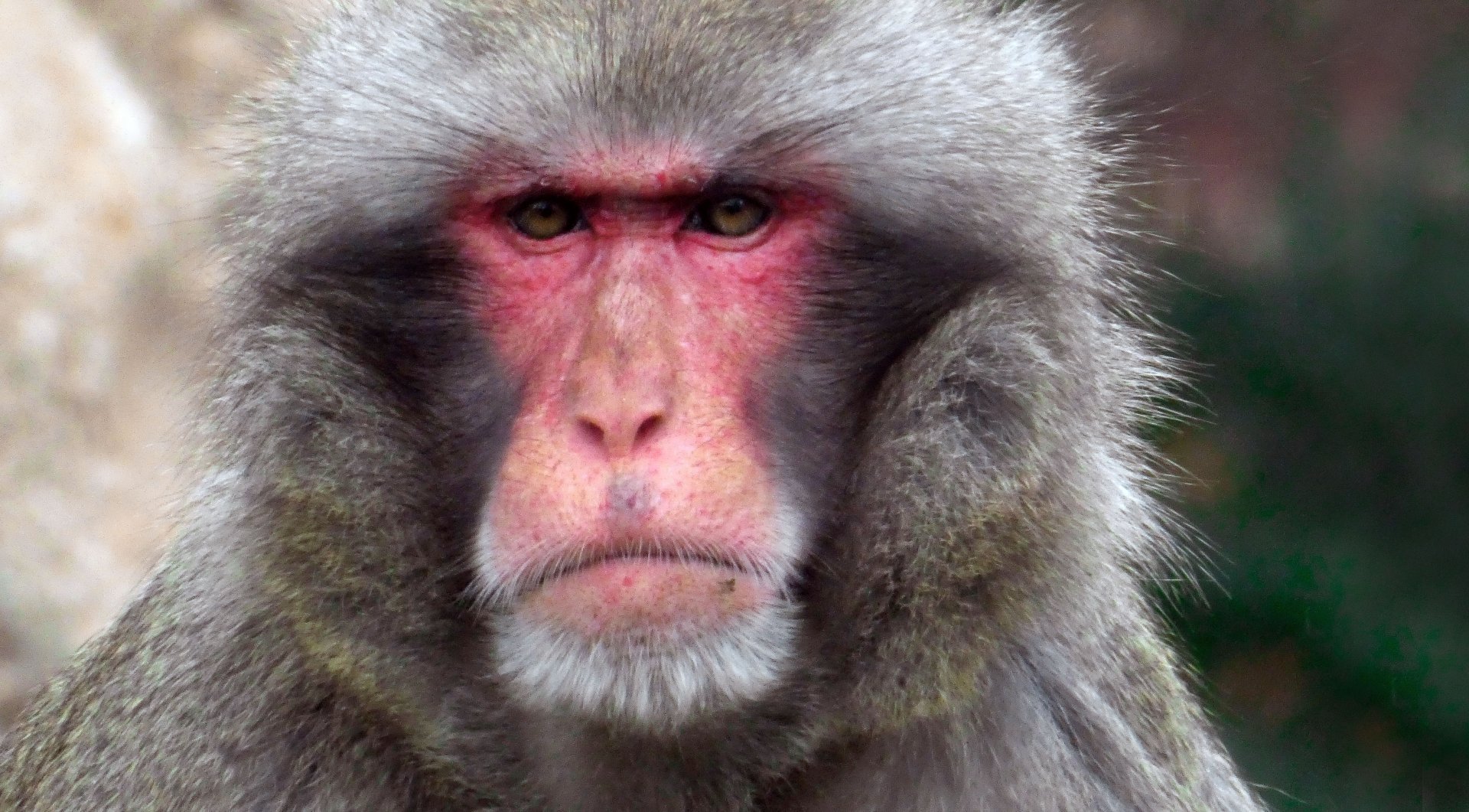 Jul. 2019 - Macaque Forest - Japanese Macaque