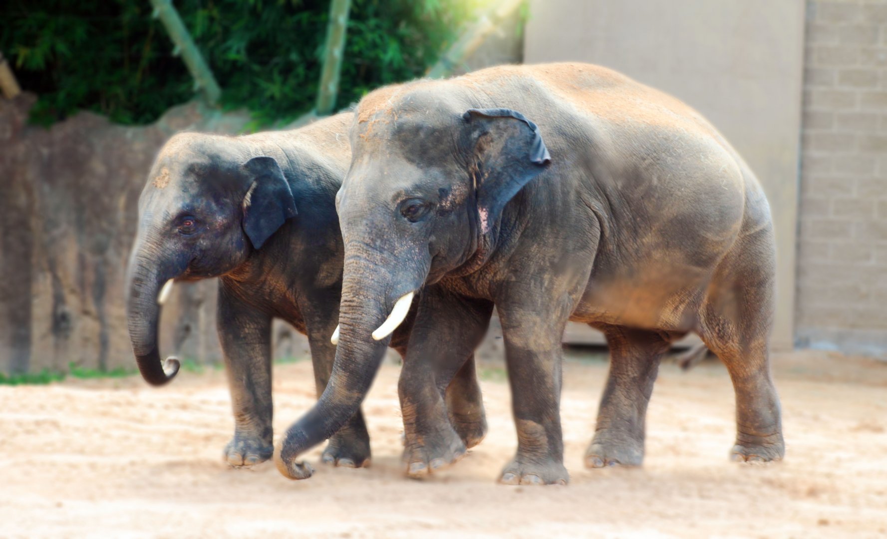 Jul. 2019 - McNair Asian Elephant Habitat - Duncan & Tucker