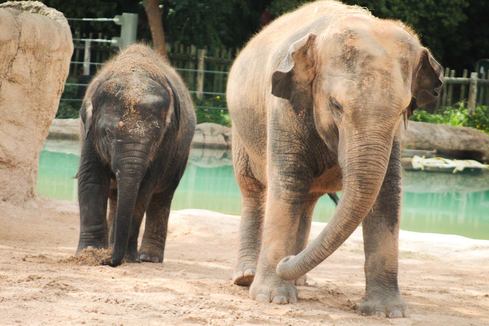 Jul. 2019 - McNair Asian Elephant Habitat - Joy & Tupelo