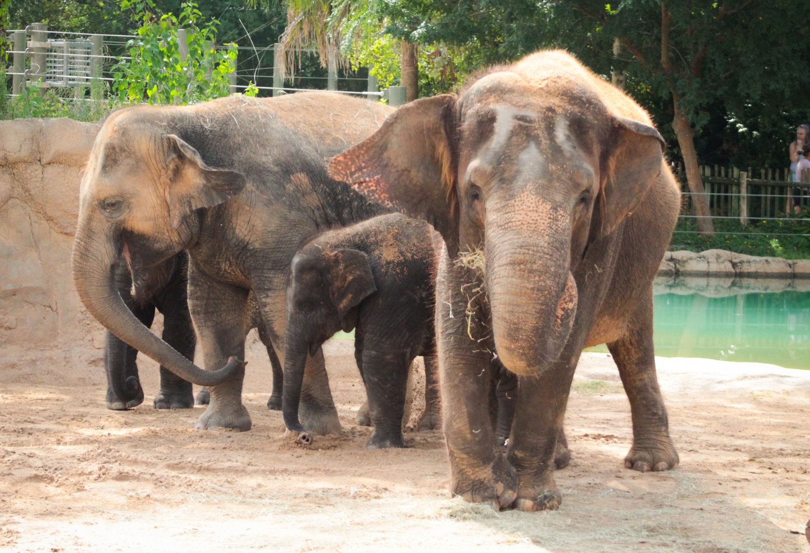 Jul. 2019 - McNair Asian Elephant Habitat - Tess, Tilly, Tupelo & Joy