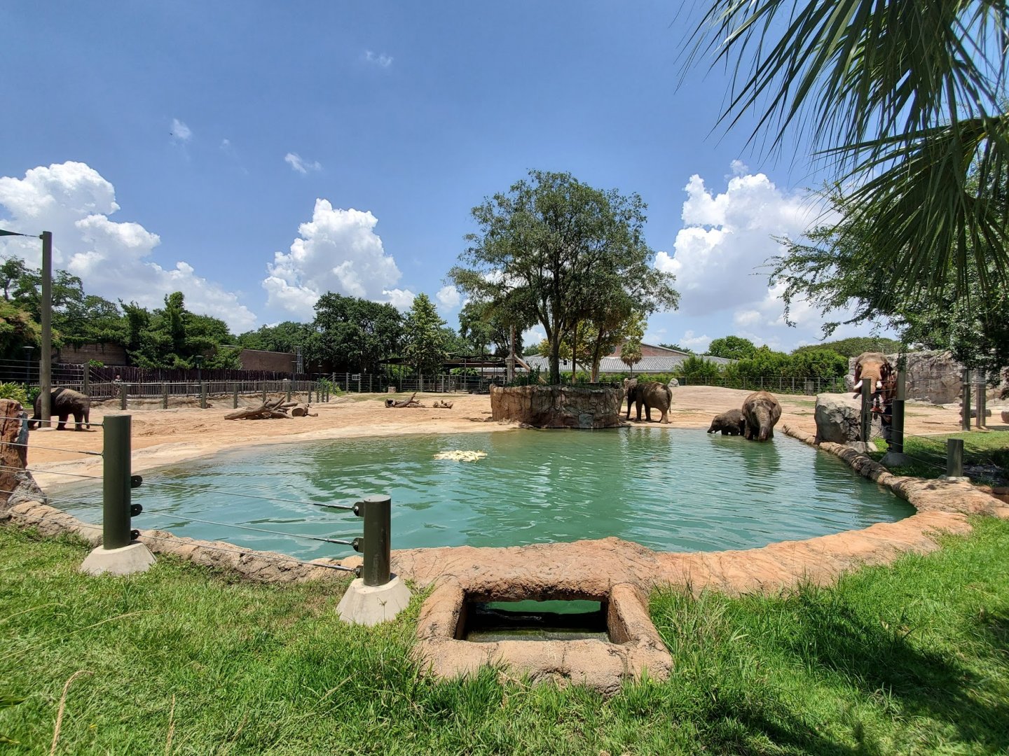 Jul. 2019 - McNair Elephant Habitat - 1 Acre Asian Elephant Left Yard - Pool
