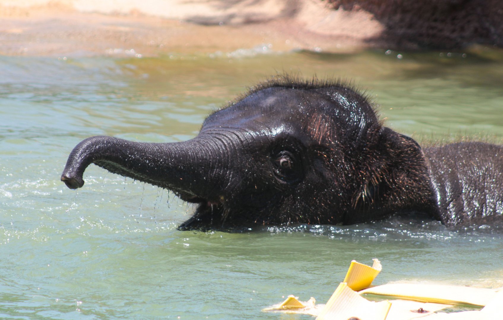 Jul. 2019 - McNair Elephant Habitat - Baby Tilly
