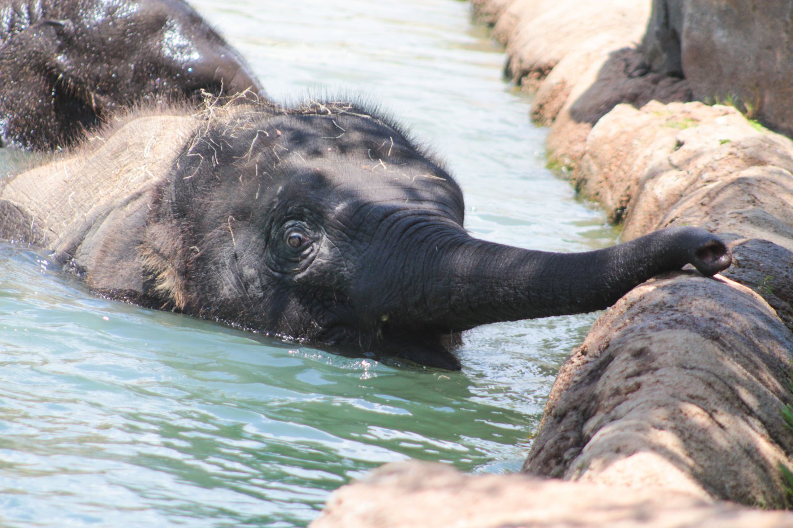 Jul. 2019 - McNair Elephant Habitat - Baby Tilly