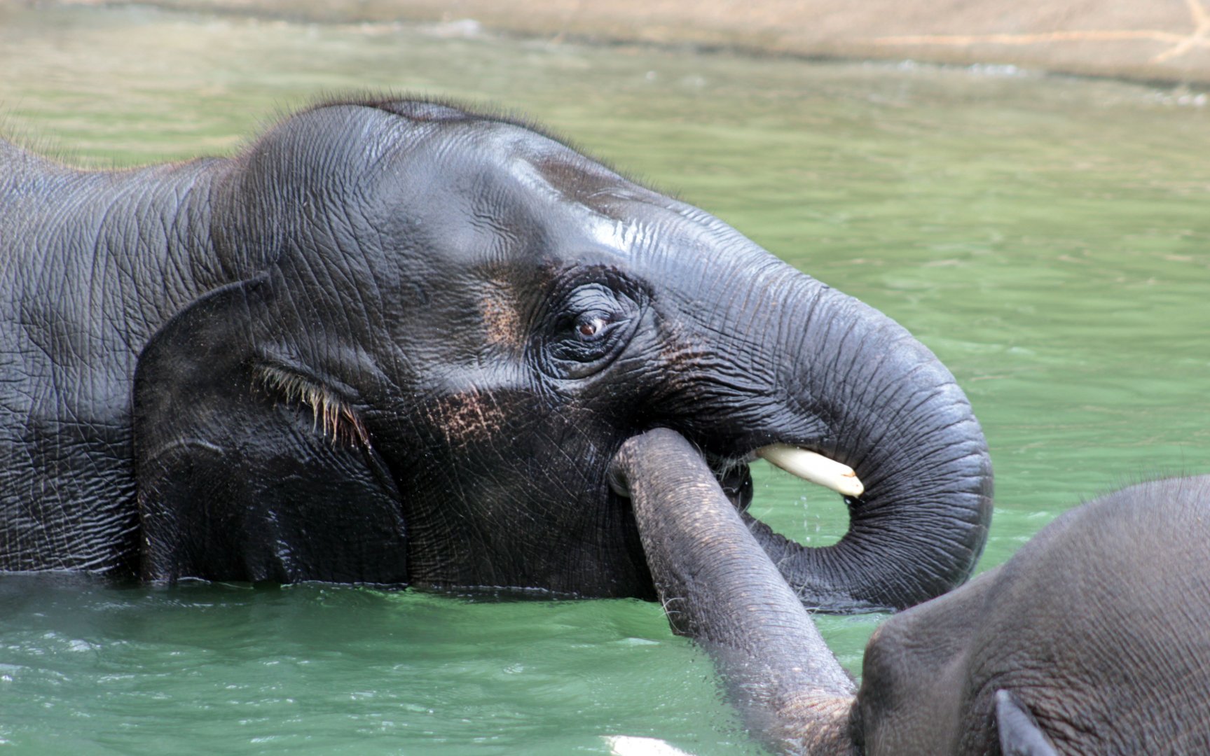 Jul. 2019 - McNair Elephant Habitat - Duncan