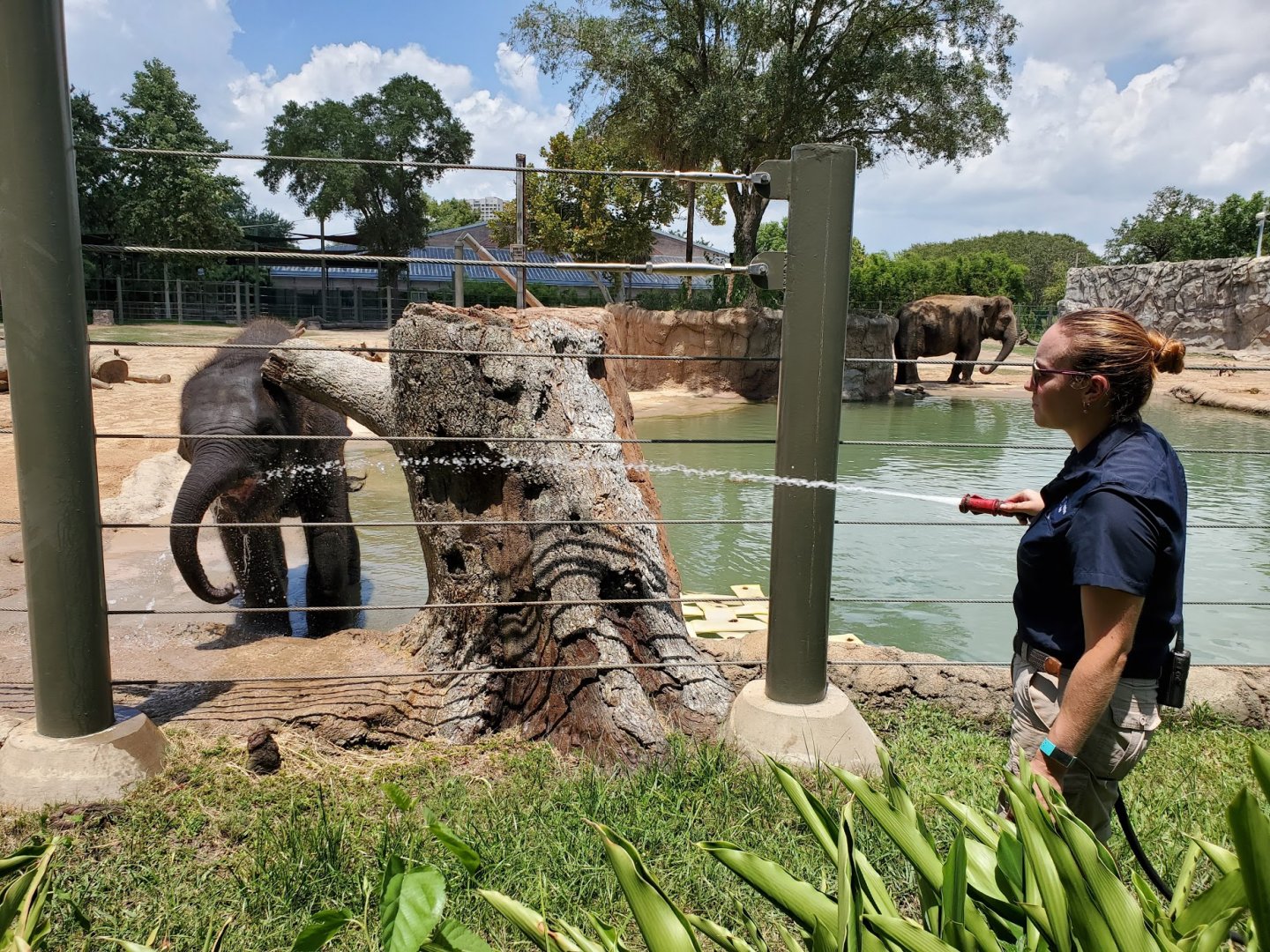 Jul. 2019 - McNair Elephant Habitat - Elephant Bath