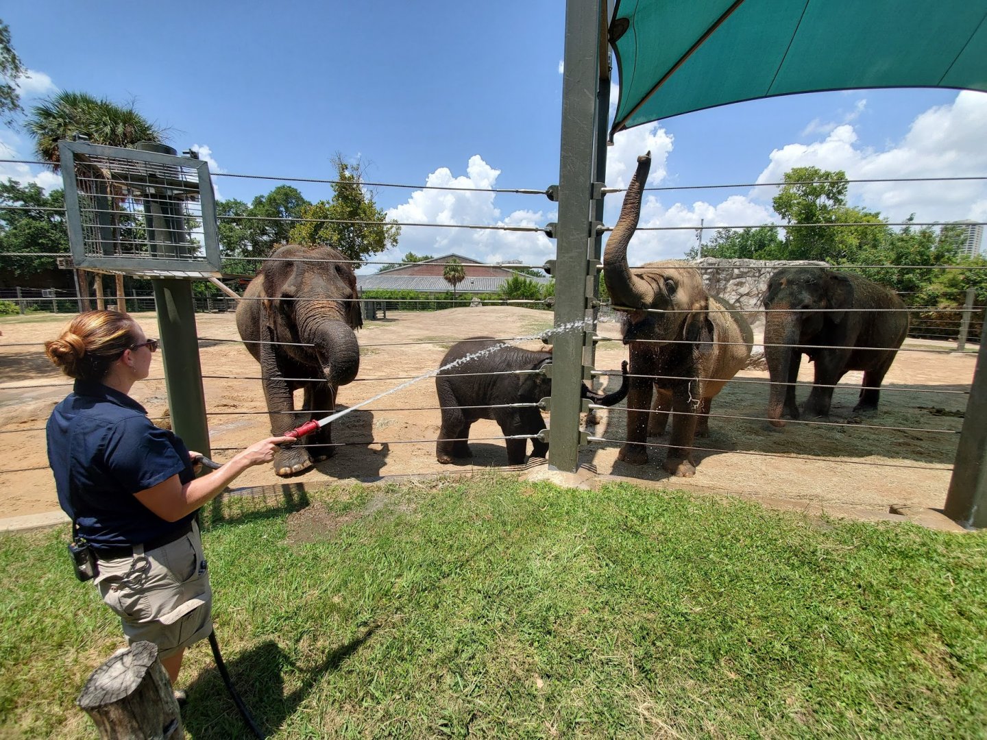 Jul. 2019 - McNair Elephant Habitat - Elephant Bath