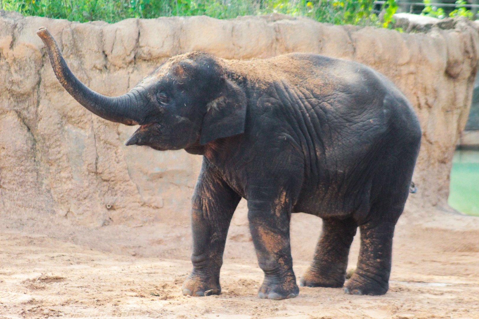 Jul. 2019 - McNair Elephant Habitat - Joy