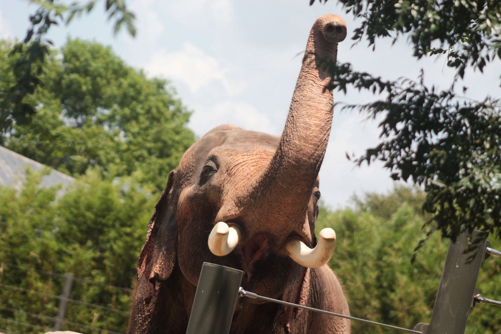 Jul. 2019 - McNair Elephant Habitat - Thai
