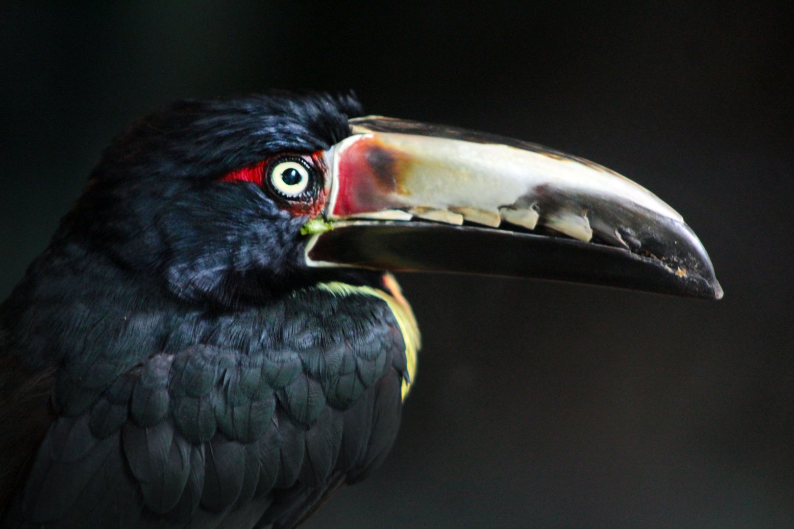 Jul. 2019 - Natural Encounters - Collared Aracari