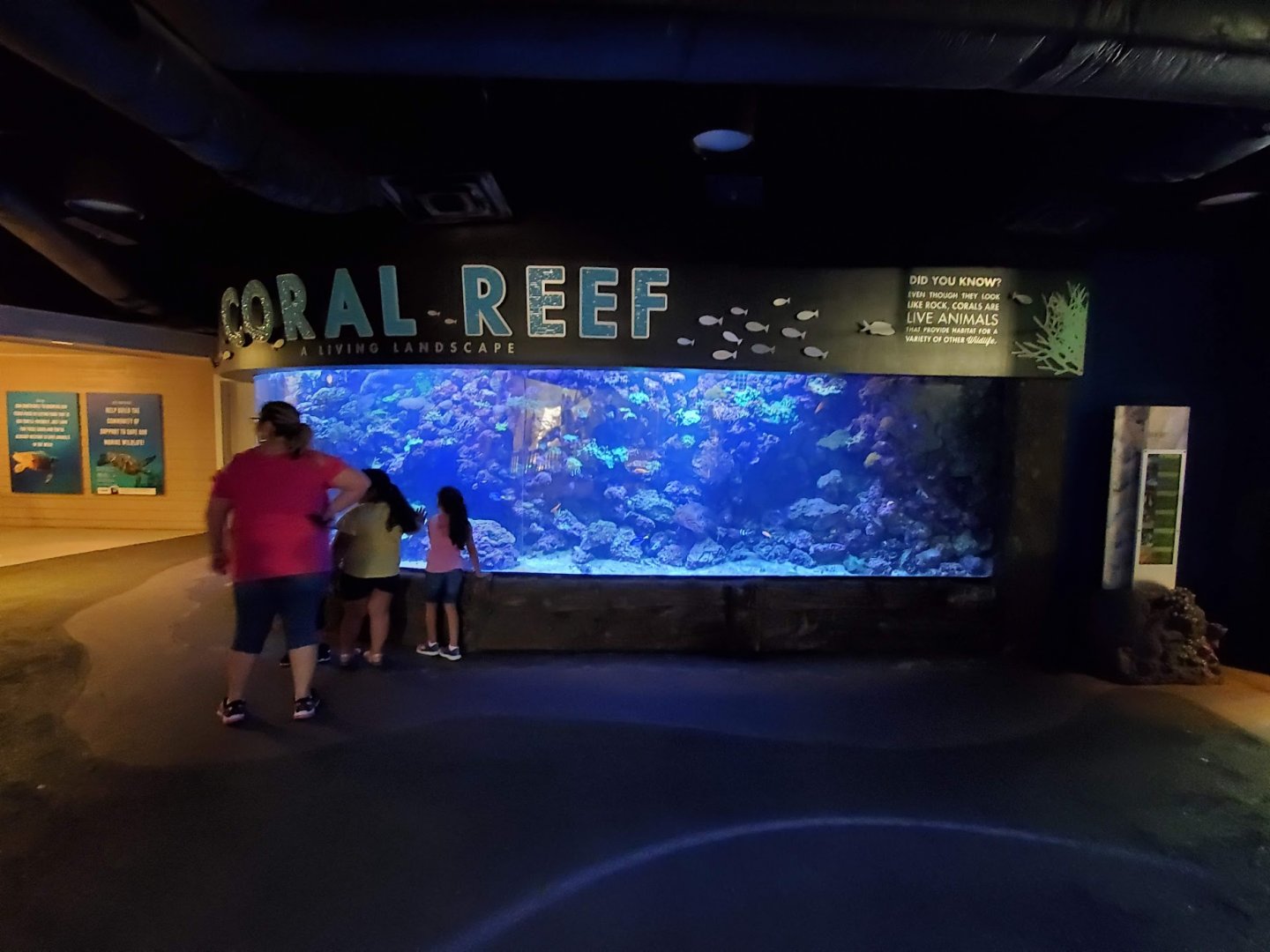 Jul. 2019 - Natural Encounters - Coral Reef Tank