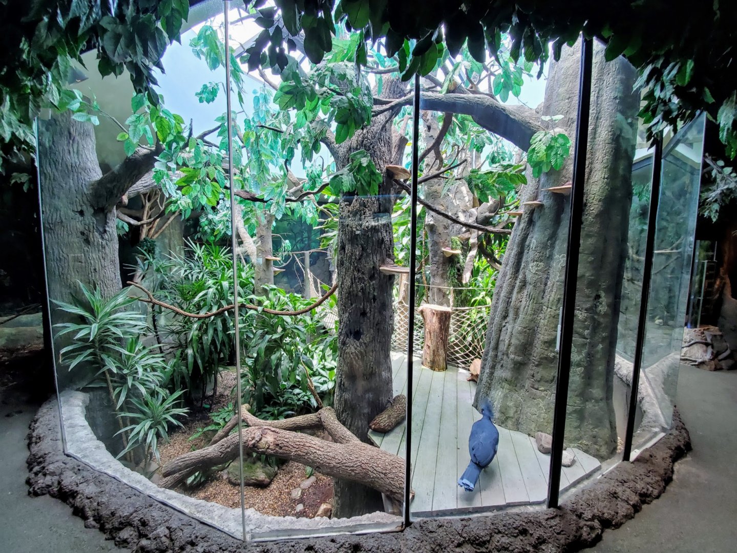 Jul. 2019 - Natural Encounters - Forest Canopy Exhibit (8 Species)