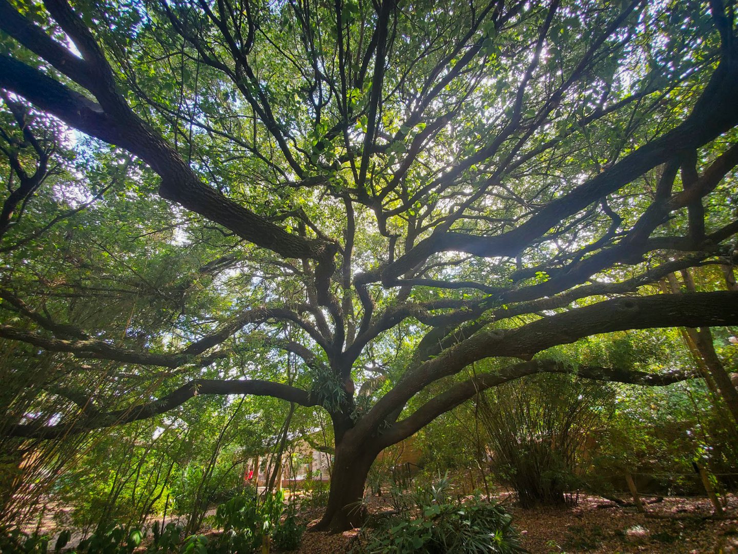 Jul. 2019 - Oak Tree