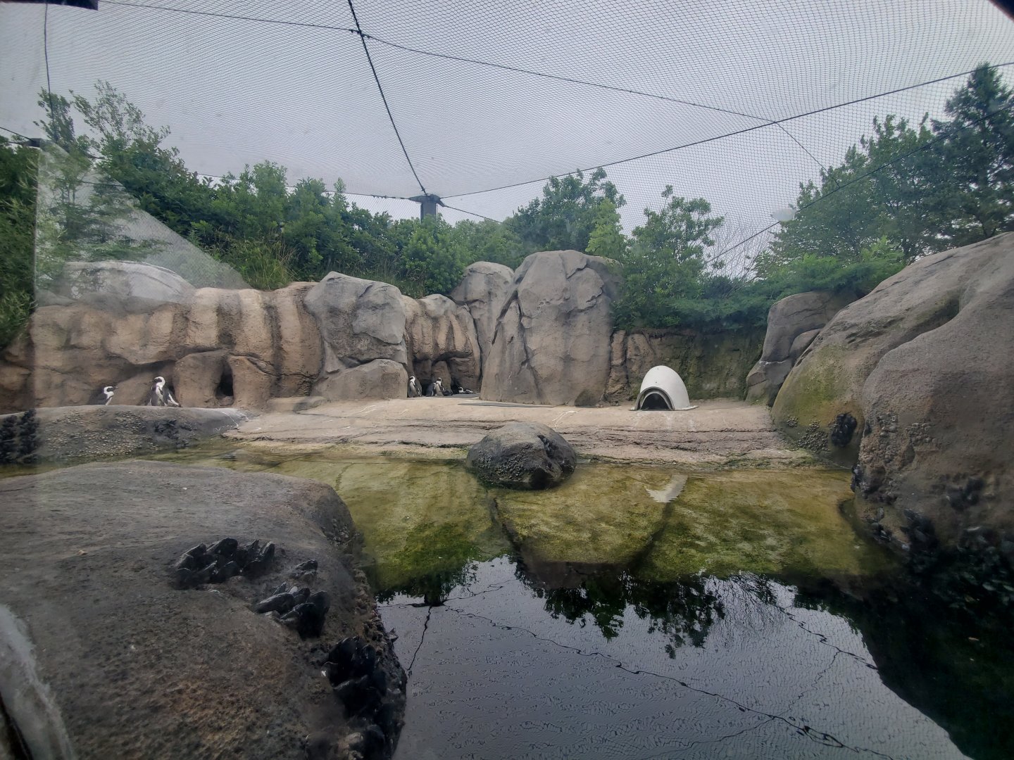Jul. 2019 - Penguin Cove - Right Side