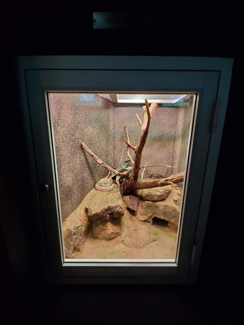 Jul. 2019 - Reptile & Amphibian House - Aruba Island Rattlesnake Exhibit