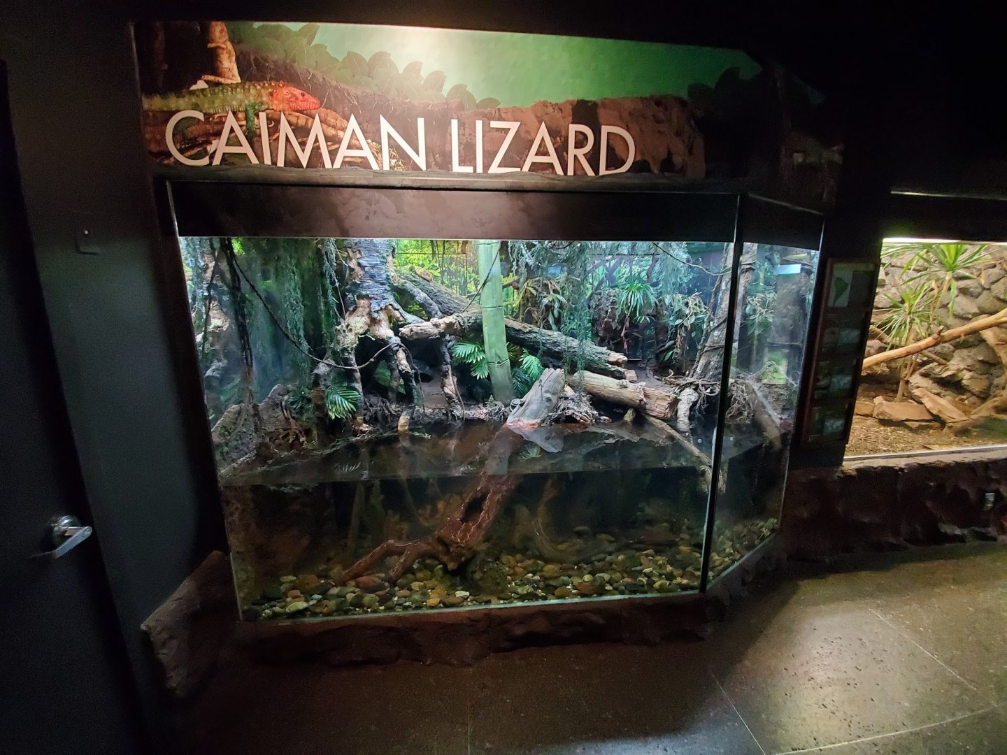 Jul. 2019 - Reptile & Amphibian House - Caiman Lizard Exhibit