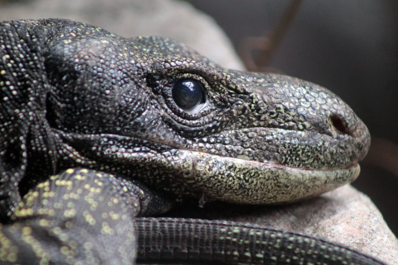 Jul. 2019 - Reptile & Amphibian House - Crocodile Monitor