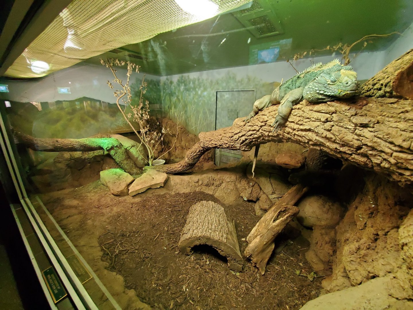 Jul. 2019 - Reptile & Amphibian House - Grand Cayman Blue Iguana Exhibit