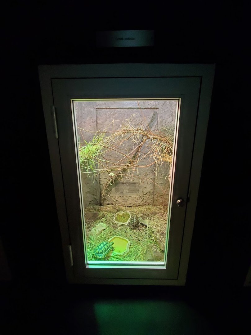 Jul. 2019 - Reptile & Amphibian House - Greek Tortoise Exhibit