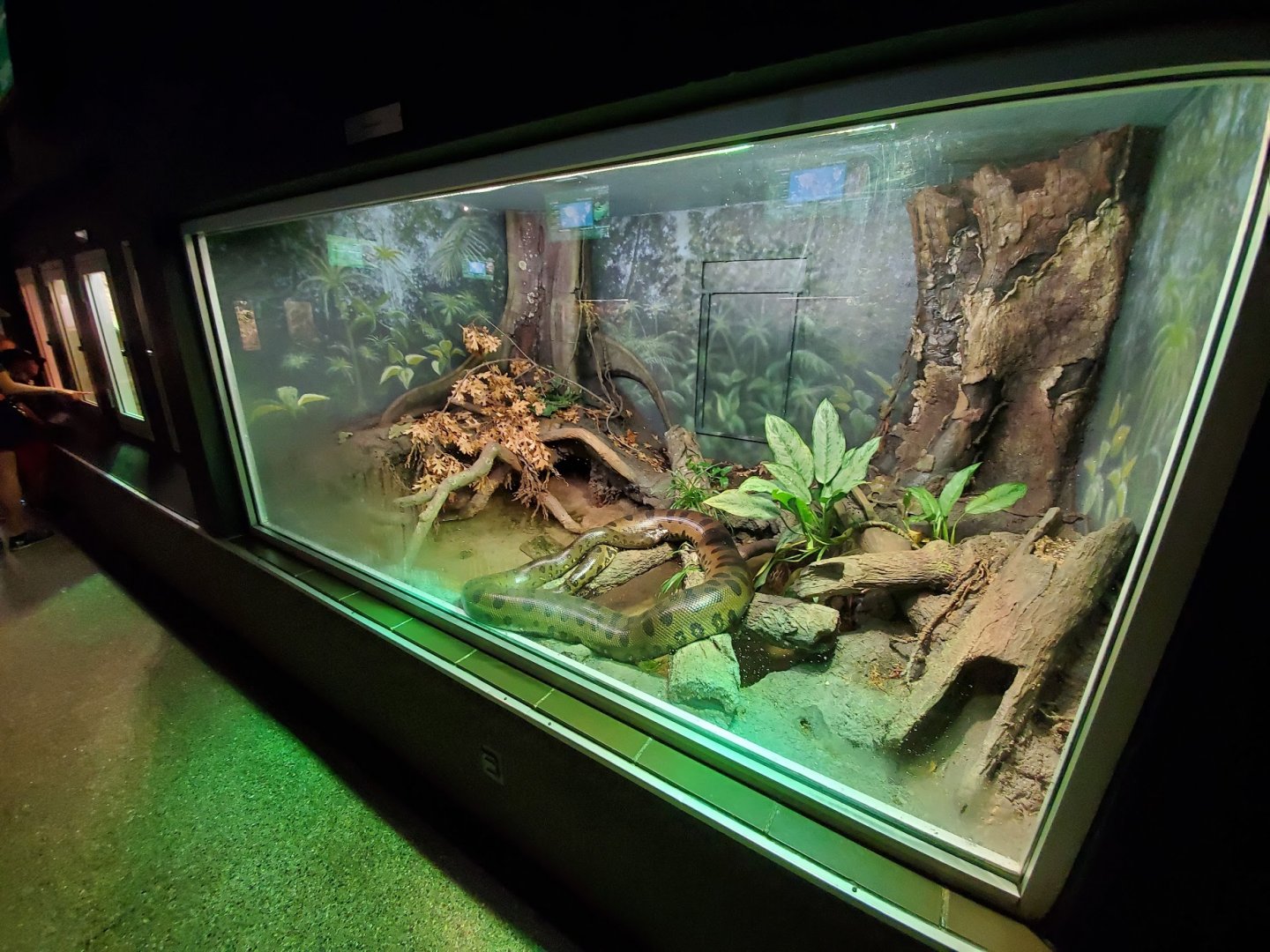 Jul. 2019 - Reptile & Amphibian House - Green Anaconda Exhibit