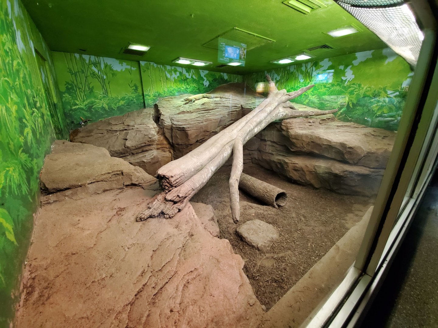 Jul. 2019 - Reptile & Amphibian House - Komodo Dragon Exhibit