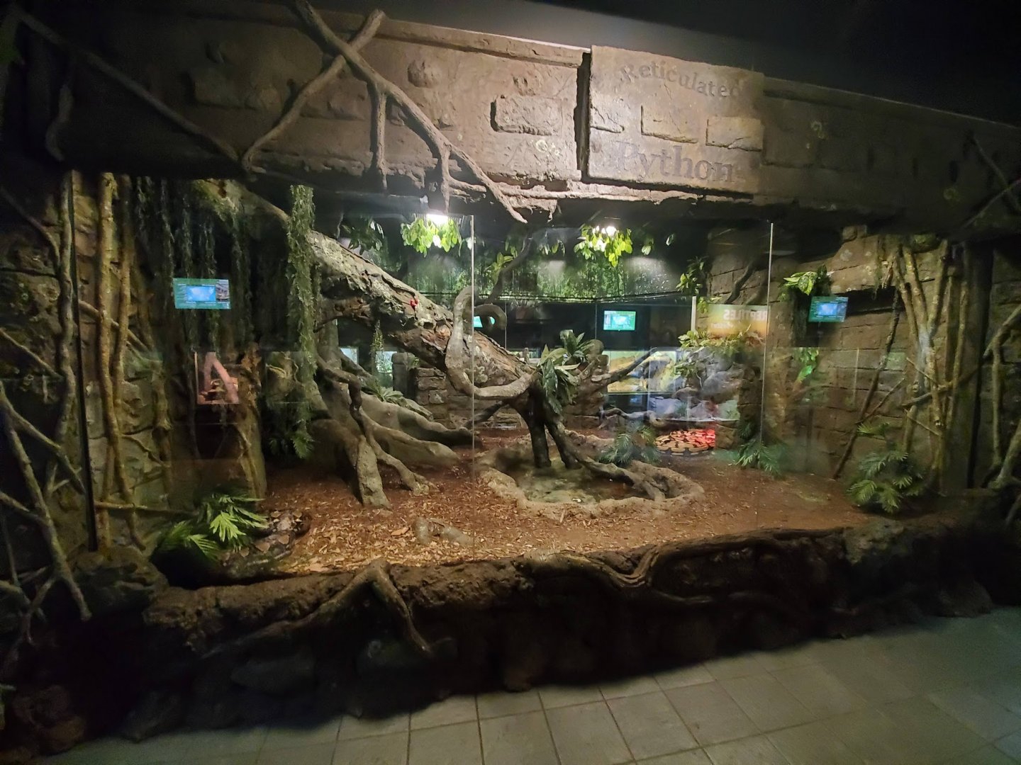 Jul. 2019 - Reptile & Amphibian House - Reticulated Python Exhibit