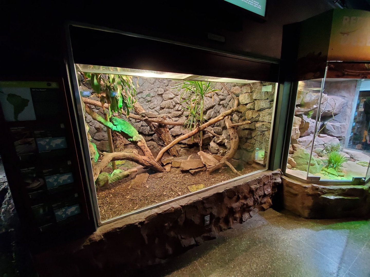 Jul. 2019 - Reptile & Amphibians - Anegada Island Iguana