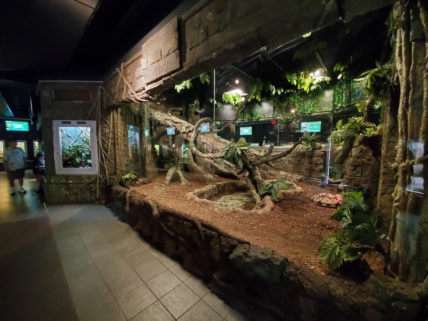 Jul. 2019 - Reptile & Amphibians - Reticulated Python Exhibit