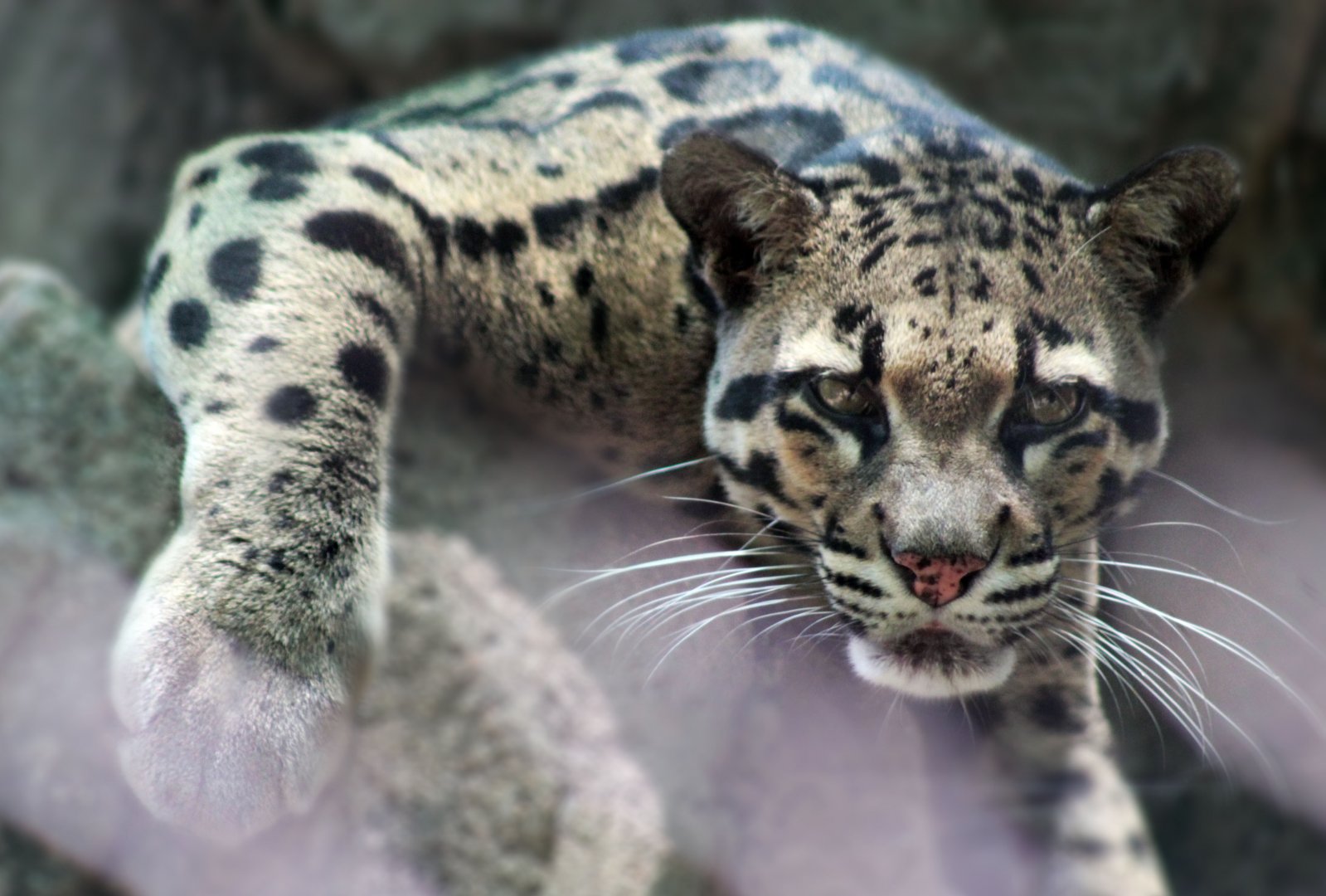 Jul. 2019 - Small Cats - Clouded Leopard