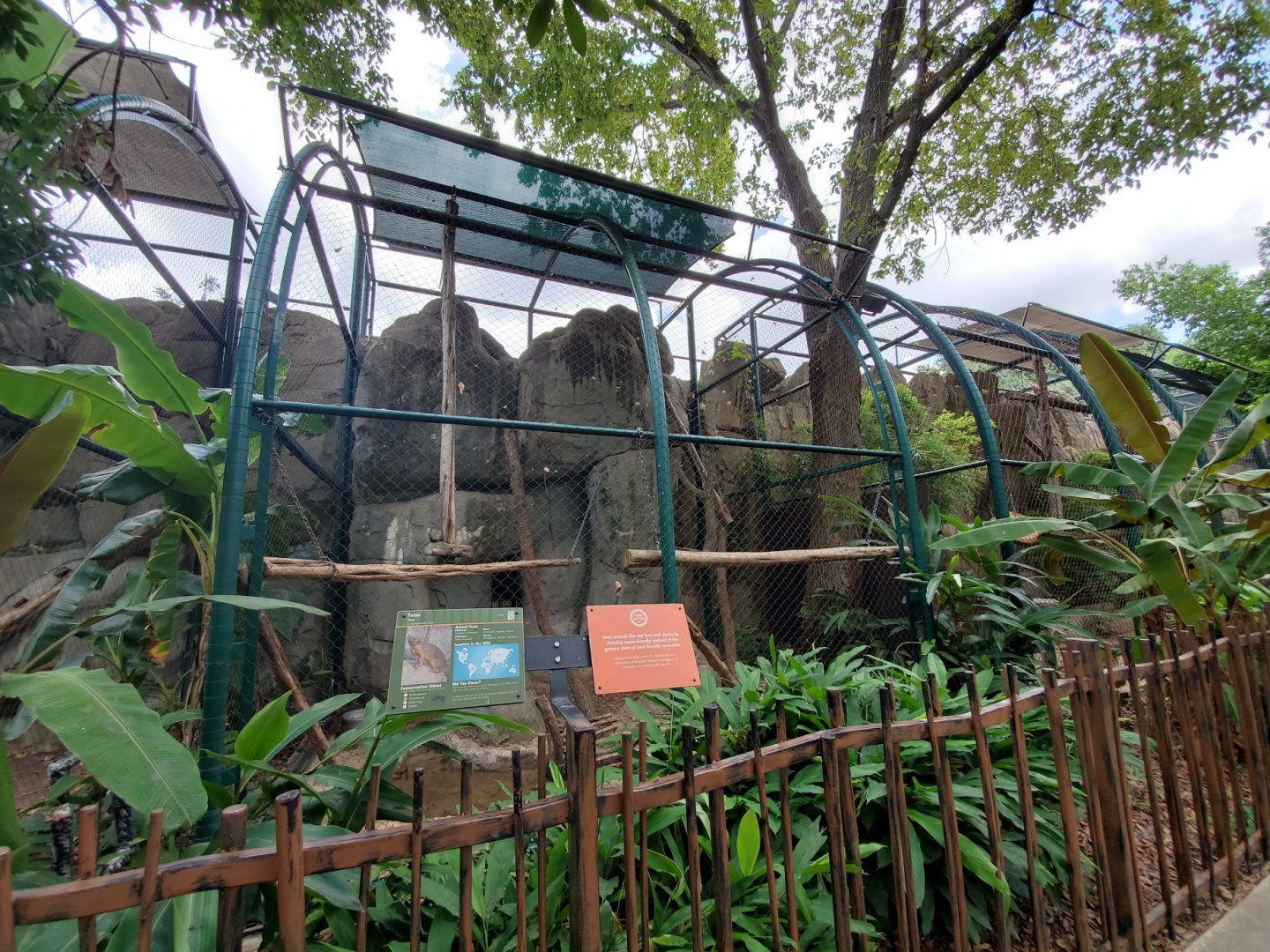 Jul. 2019 - Small Cats - Right Fossa Exhibit