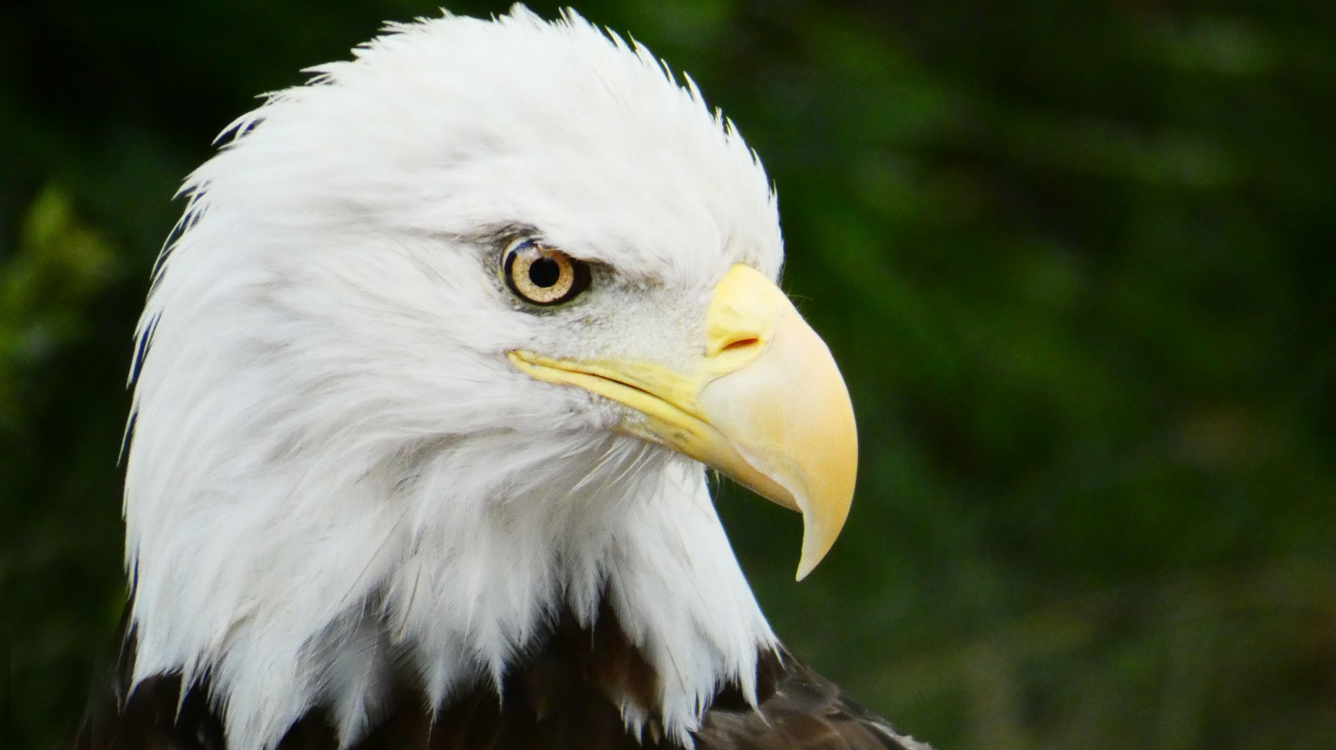 Jul. 2019 - Texas Wetlands - Bald Eagle