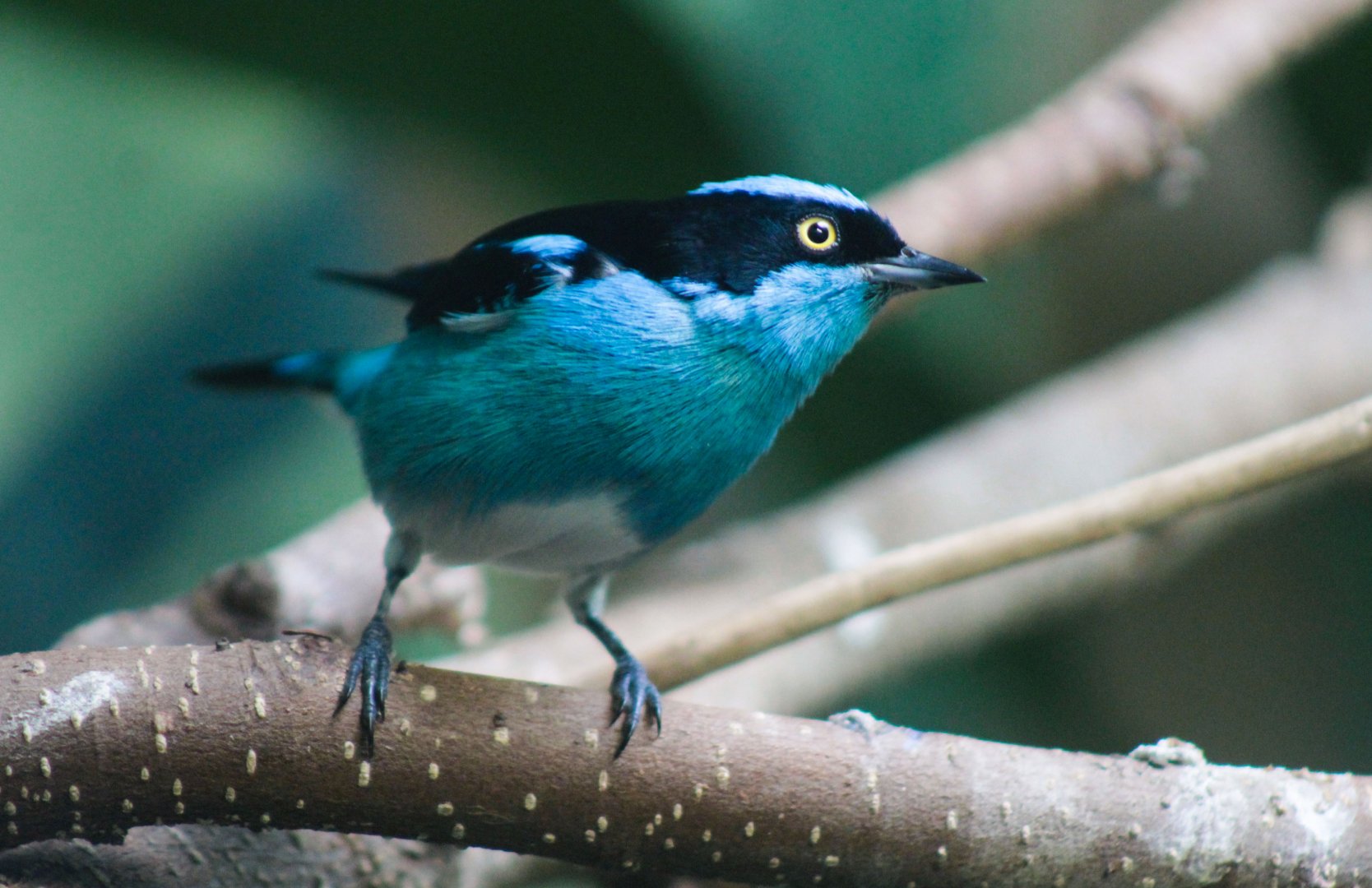 Jul. 2019 - Tropical Bird House - Black-faced Dacnis