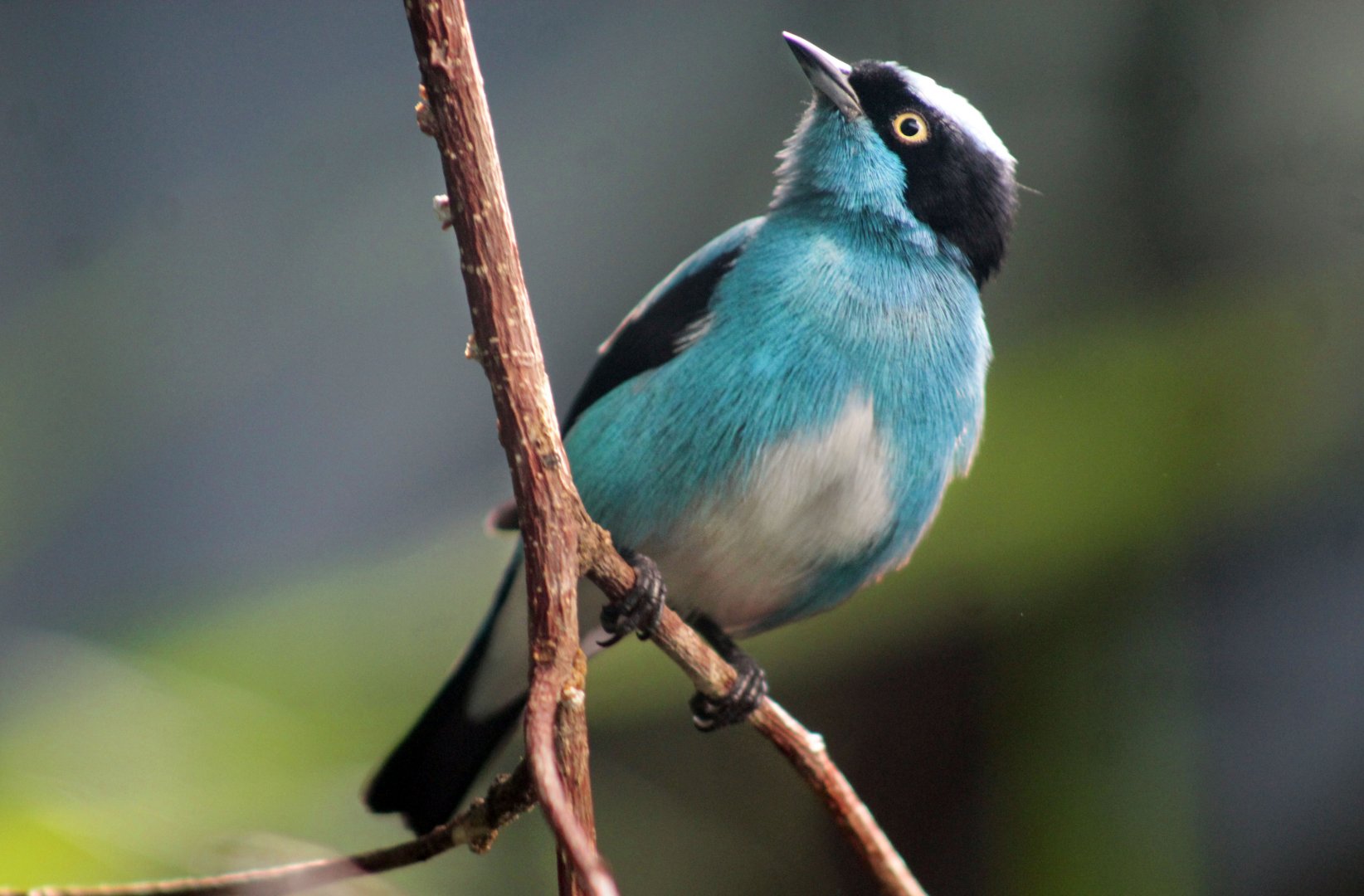 Jul. 2019 - Tropical Bird House - Black-faced Dacnis