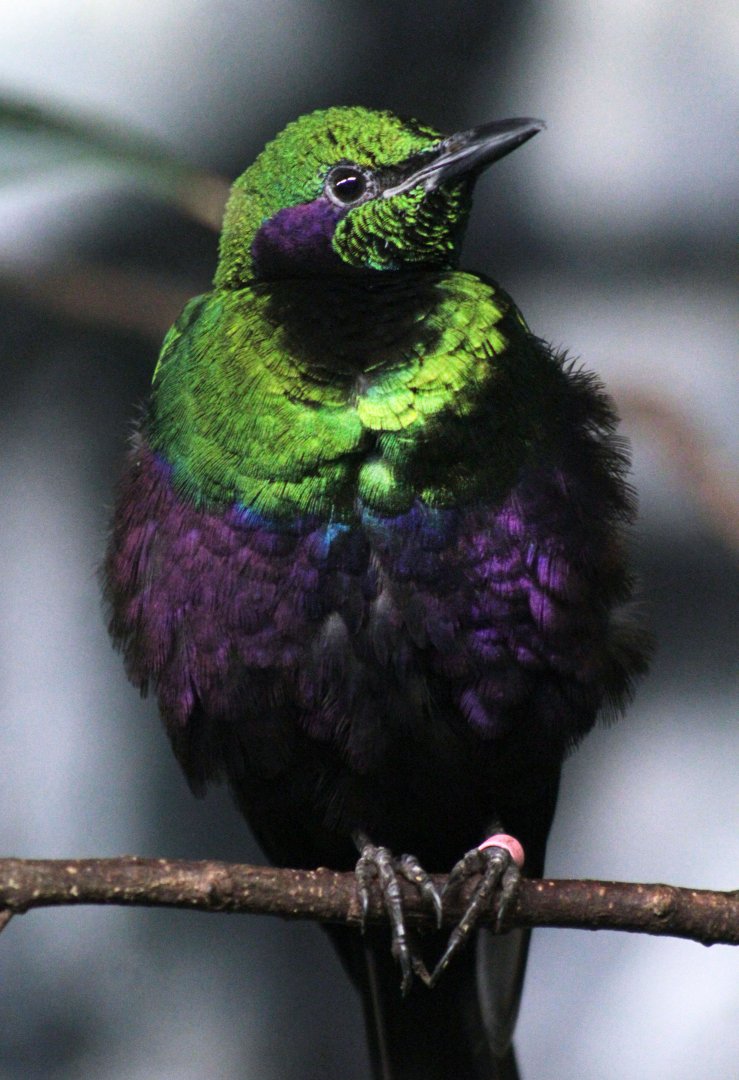 Jul. 2019 - Tropical Bird House - Emerald Starling