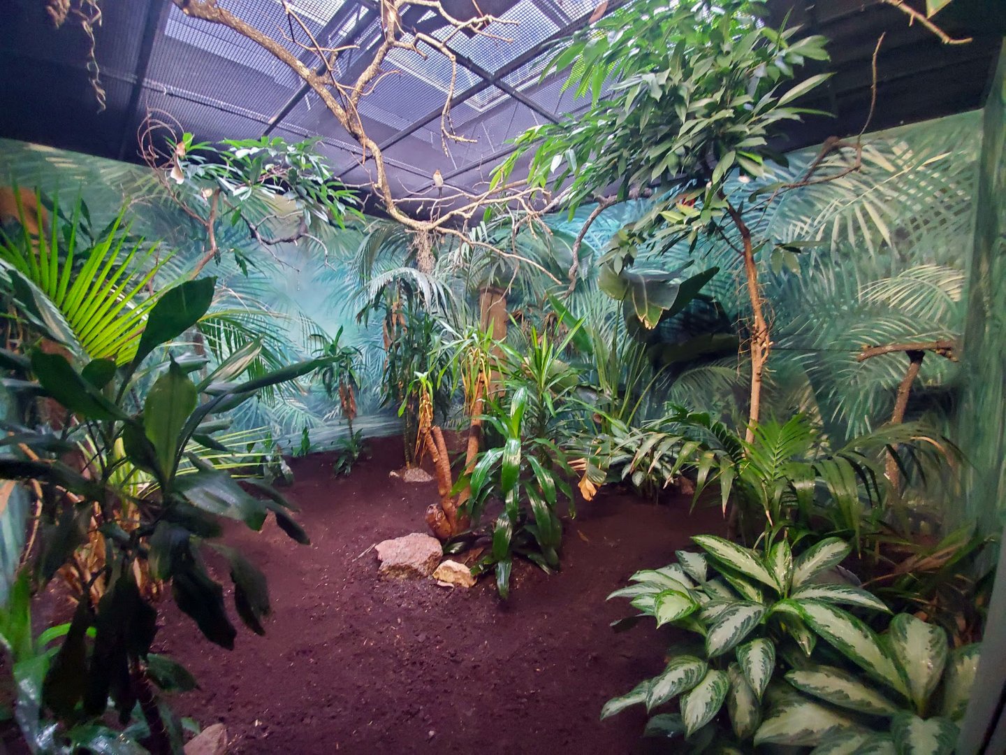 Jul. 2019 - Tropical Bird House - Guam Kingfisher Exhibit