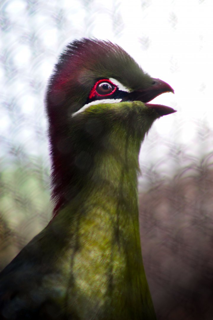 Jul. 2019 - Tropical Bird House - Outdoor Rows - Fischer's Turaco