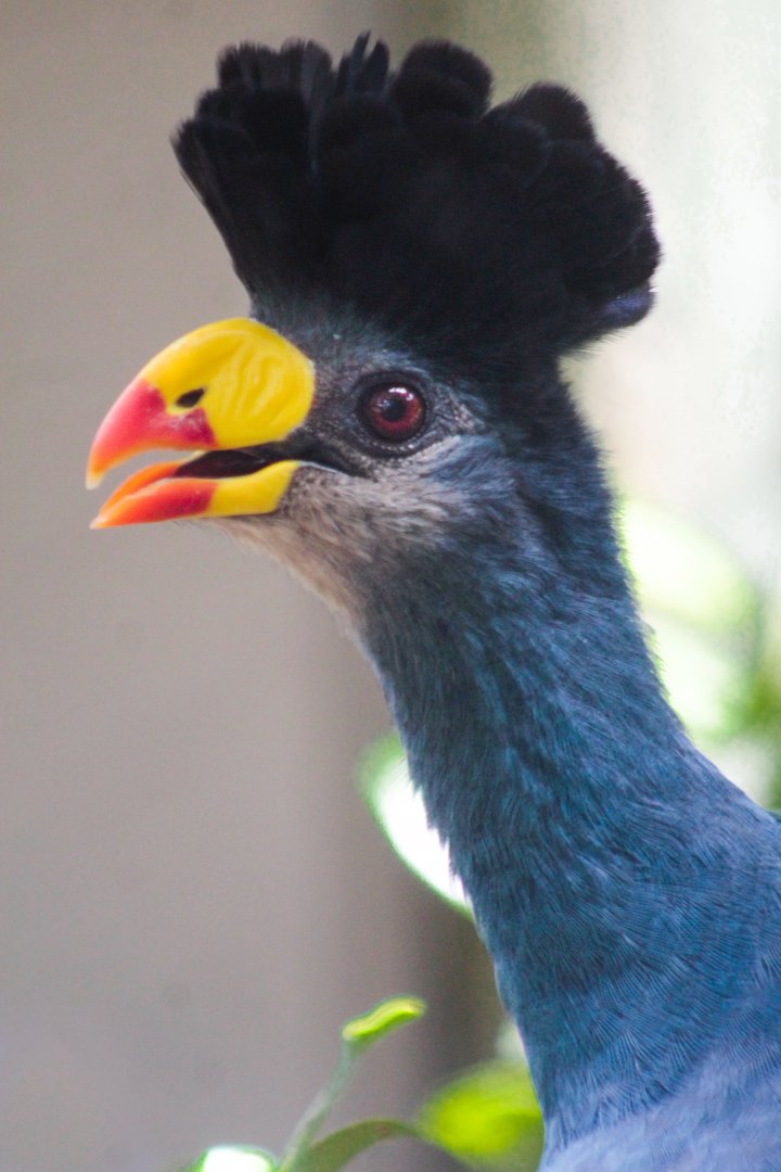 Jul. 2019 - Tropical Bird House - Outdoor Rows - Great Blue Turaco