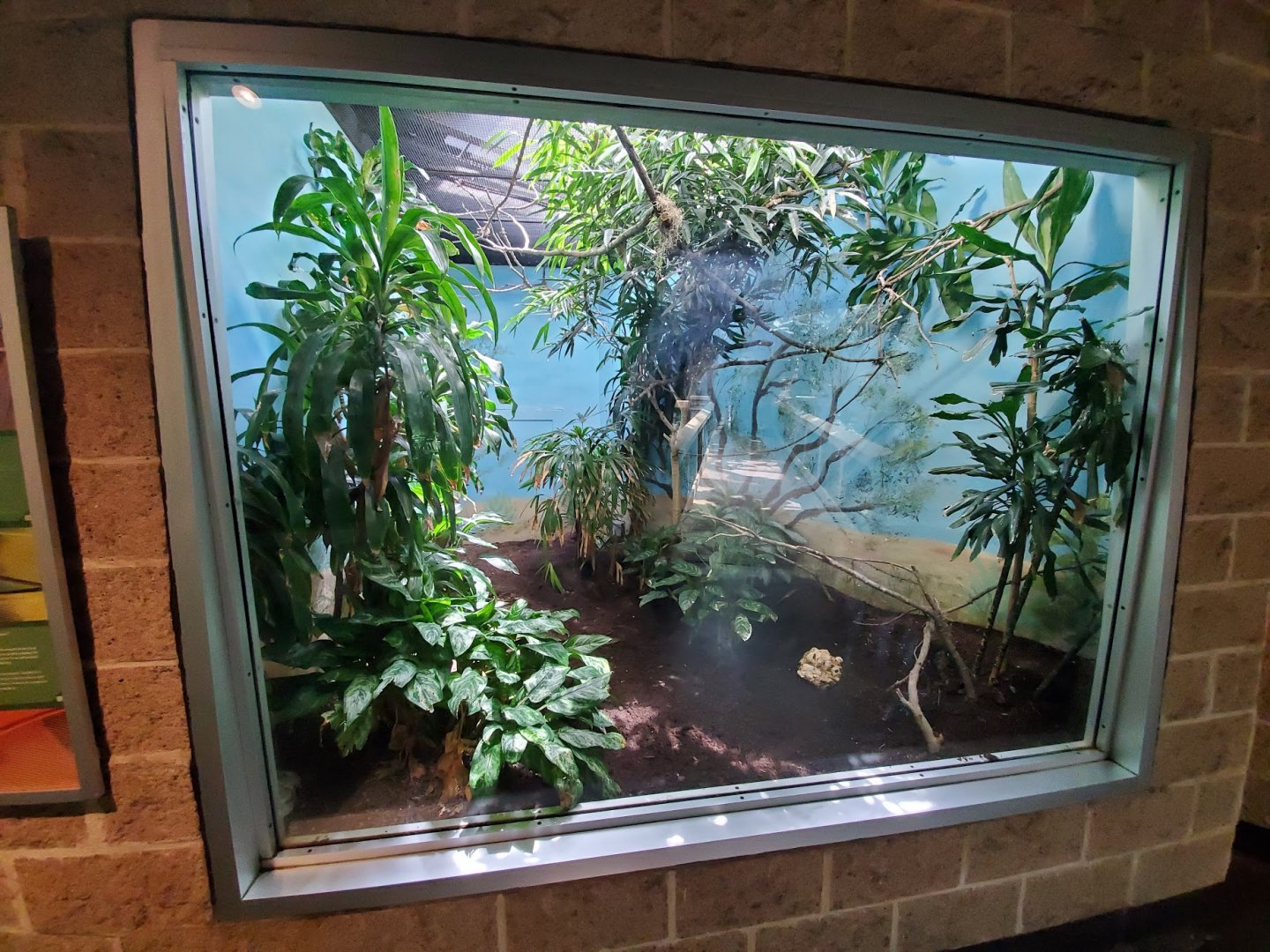 Jul. 2019 - Tropical Bird House - Pygmy Falcon Exhibit