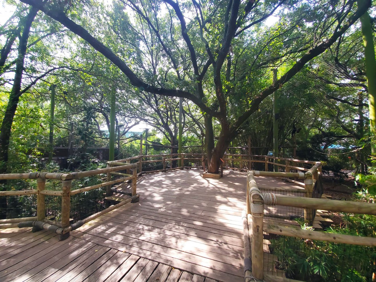 Jul. 2019 - World of Primates - White-cheeked Gibbon Exhibit