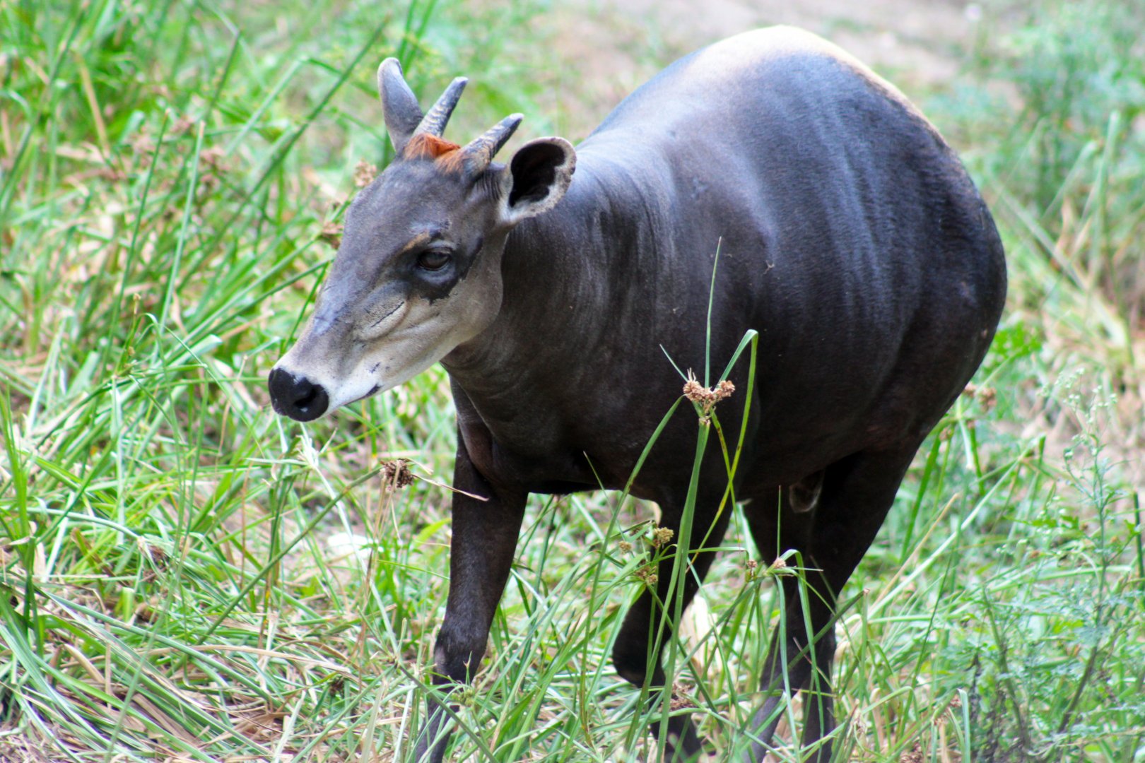 Jul. 2019 - Yellow-backed Duiker