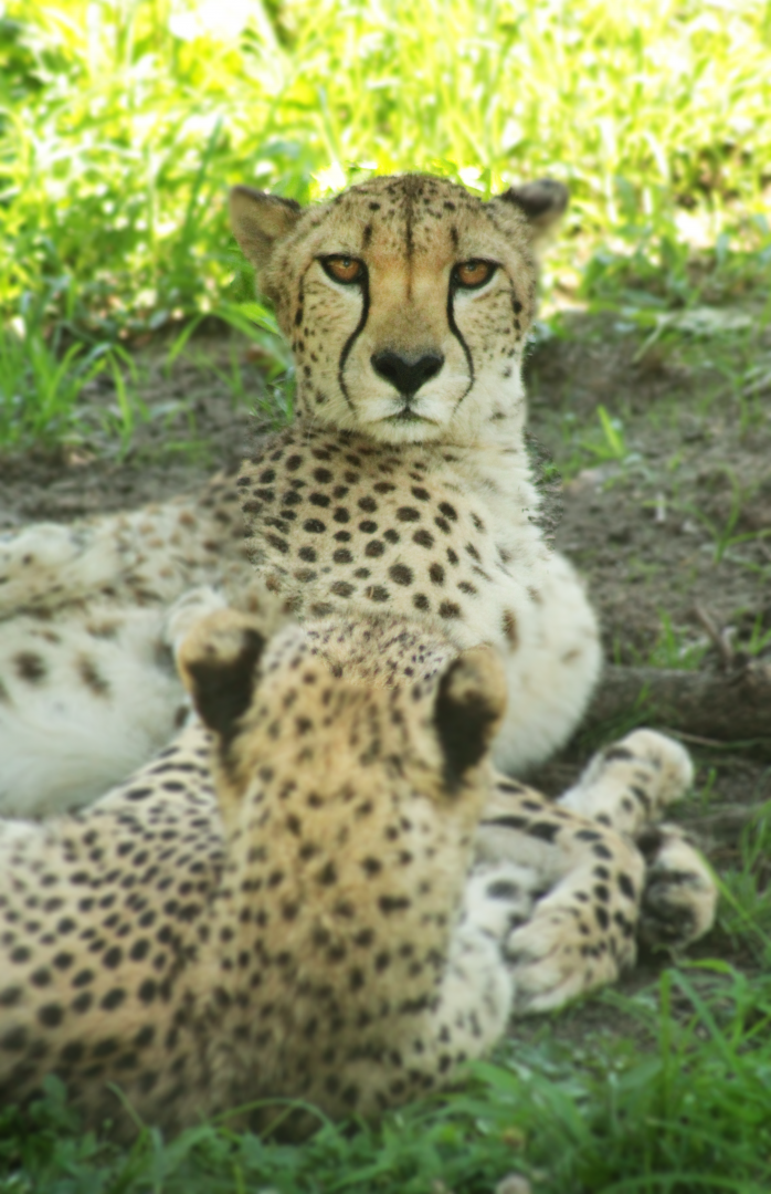 Jul. 2020 - Africa: Okavango Delta - Cheetah