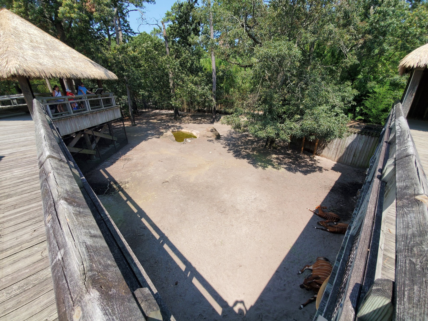 Jul. 2020 - Africa: Okavango Delta - Eastern Bongo/Egyptian Goose Exhibit