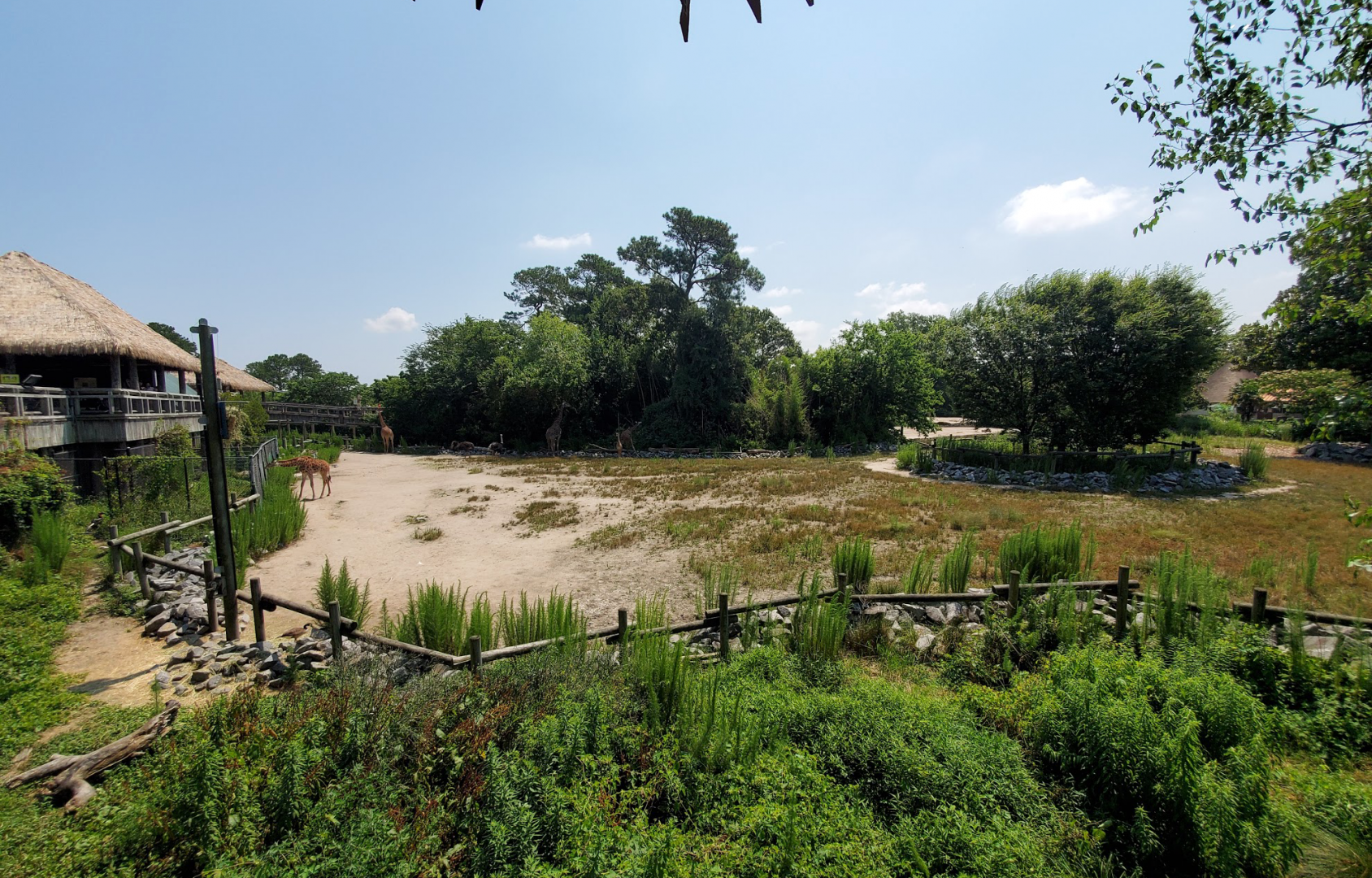 Jul. 2020 - Africa: Okavango Delta - Masai Giraffe/Ostrich/Southern Ground Hornbill Exhibit