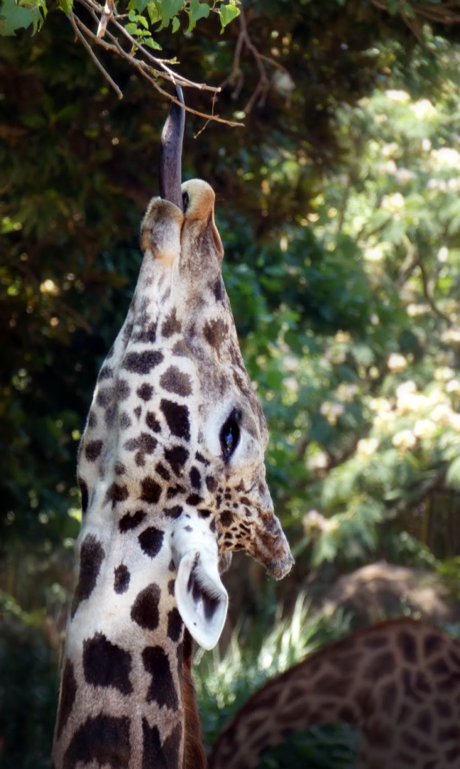 Jul. 2020 - Africa: Okavango Delta - Masai Giraffe