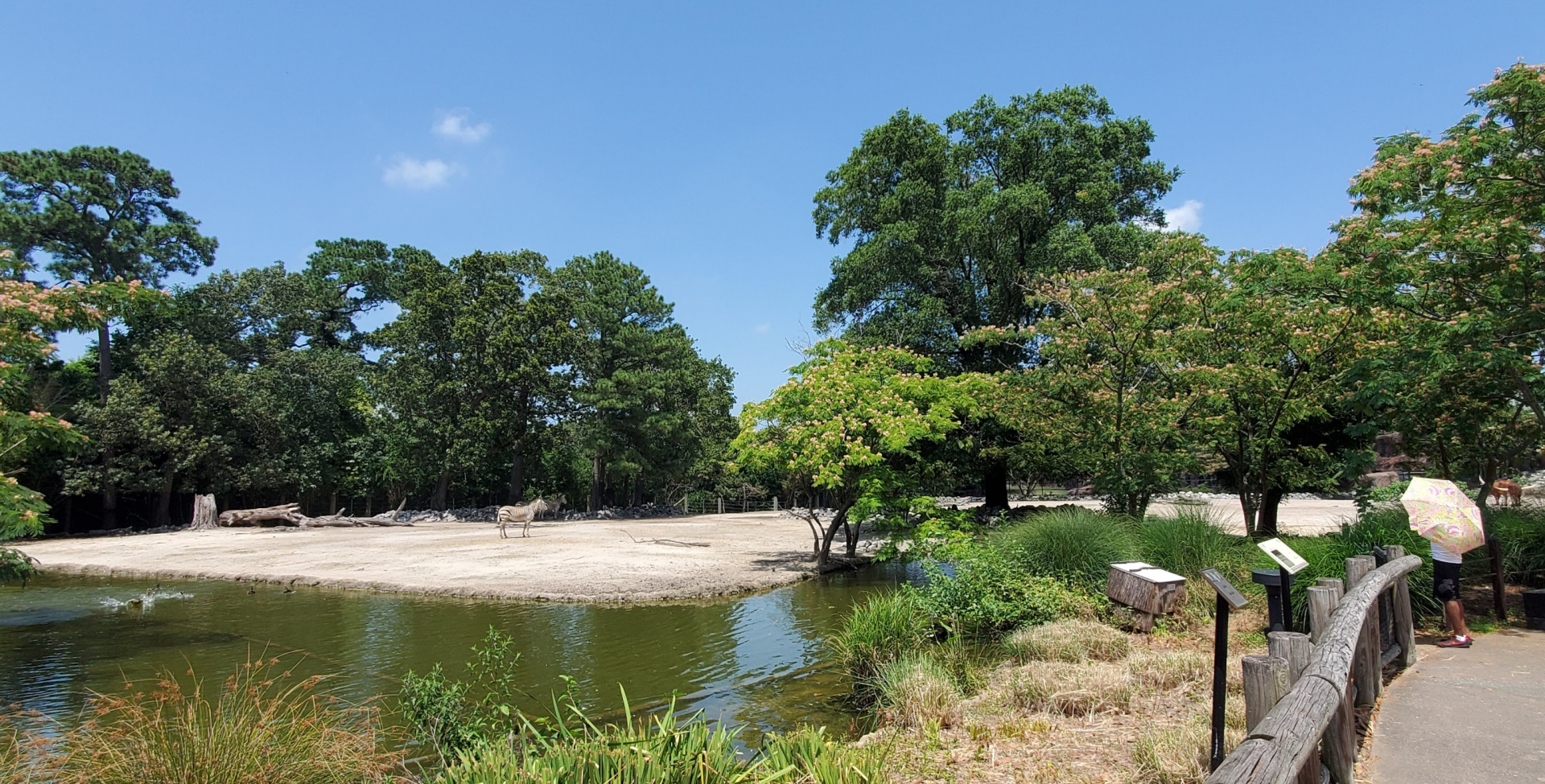 Jul. 2020 - Africa: Okavango Delta - Mountain Zebra/Watusi Cattle Exhibit