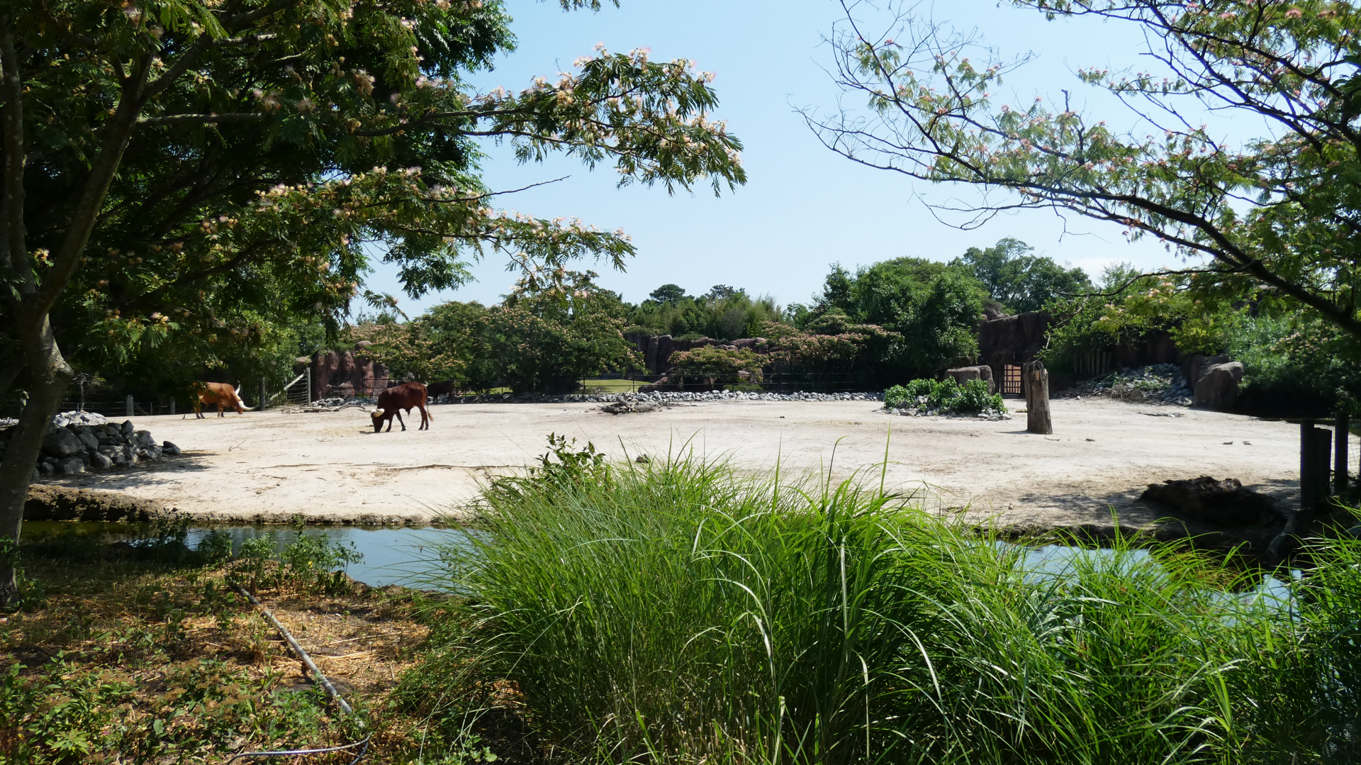 Jul. 2020 - Africa: Okavango Delta - Mountain Zebra/Watusi Cattle Exhibit