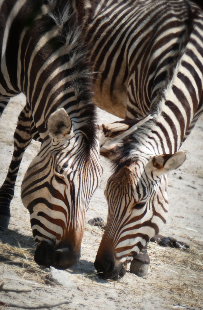 Jul. 2020 - Africa: Okavango Delta - Mountain Zebras