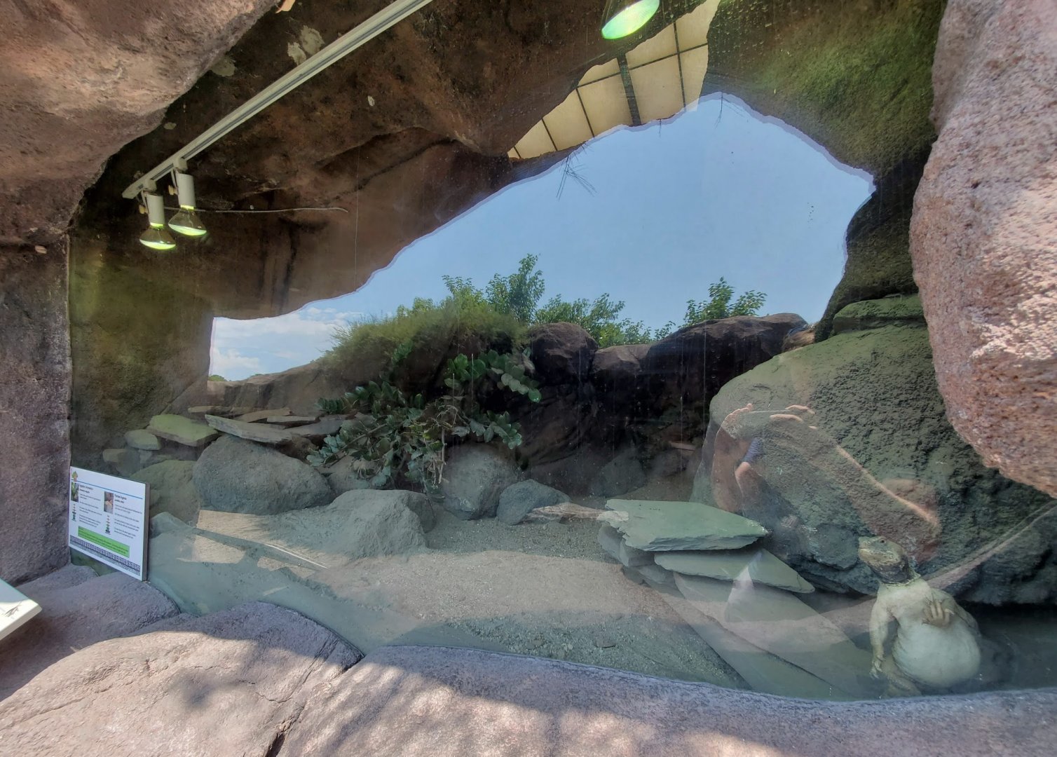 Jul. 2020 - Africa: Okavango Delta - Pancake Tortoise/Egyptian Uromastyx/Painted Agama Exhibit