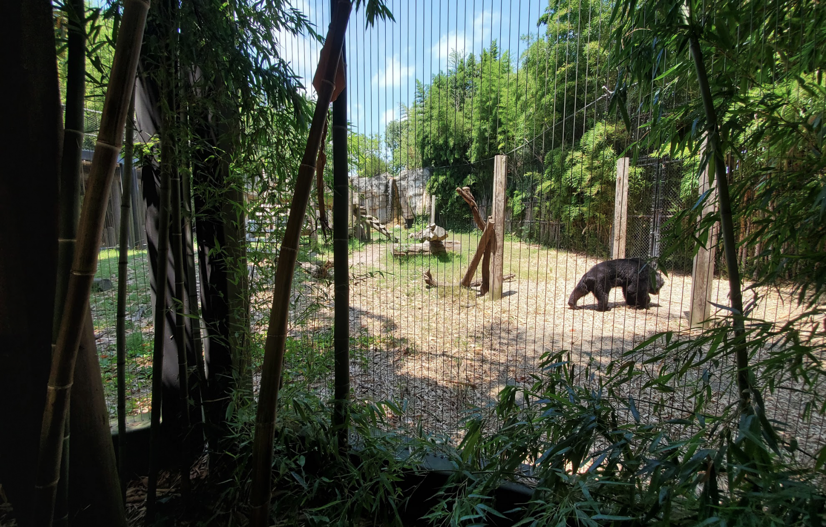 Jul. 2020 - Asia: Trail of the Tiger - Asian Black Bear Exhibit